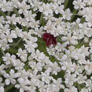 Queen Anne’s Lace: Why the Purple?