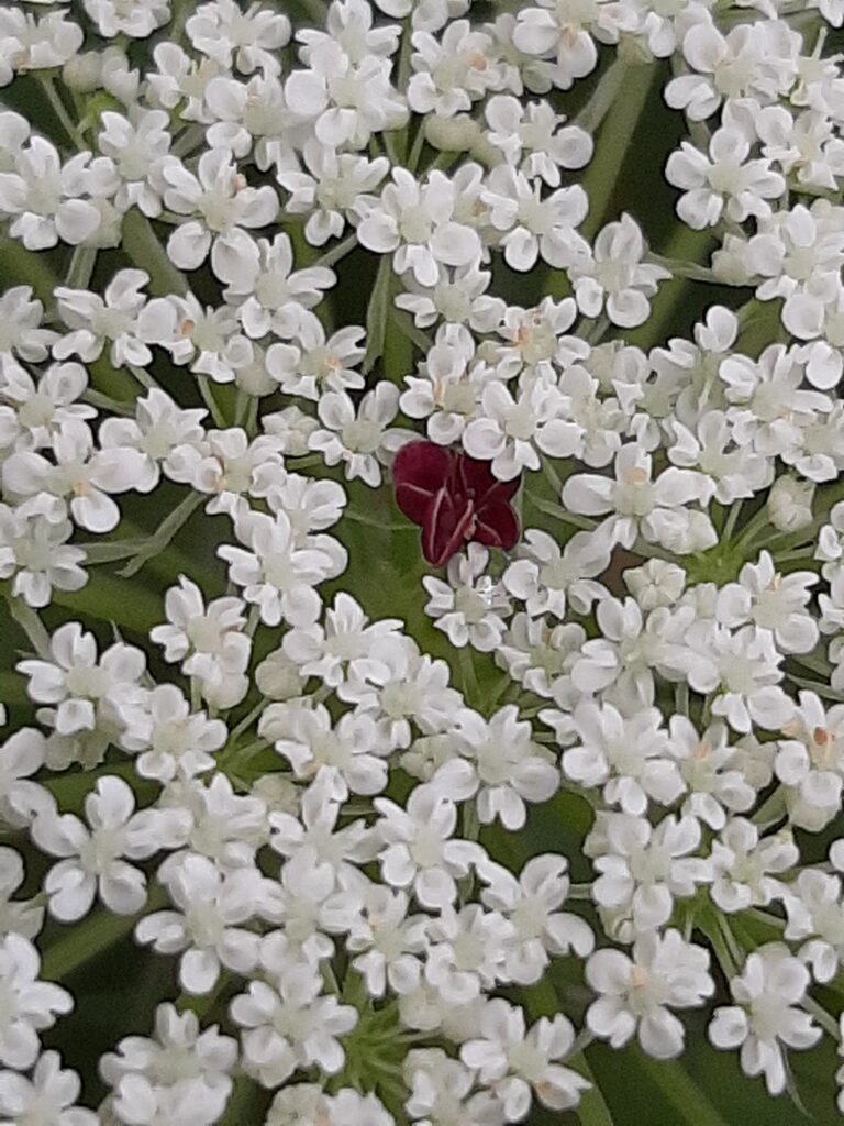 queen annes lace center