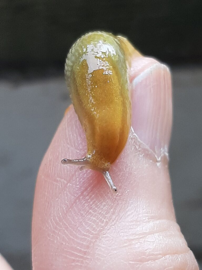 slug on finger