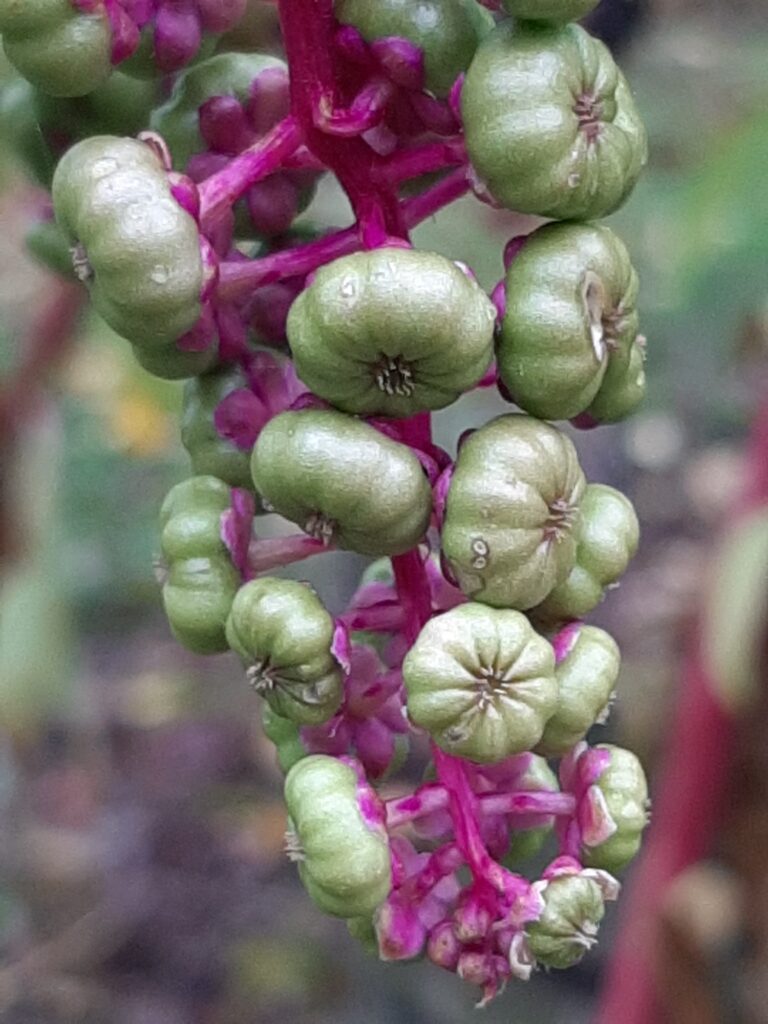 green pokeweed berries