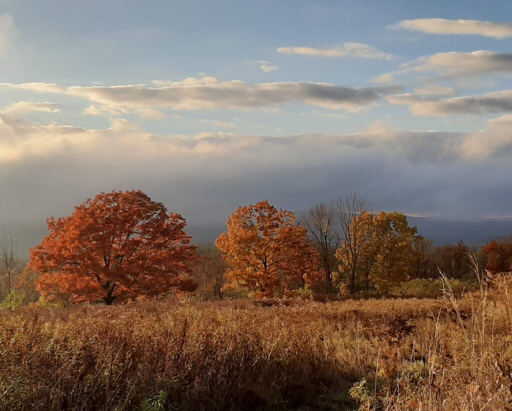 oaks at sunset