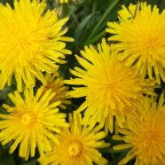 The Dandelion Strategy: Why Dandelions Are Such Successful Plants