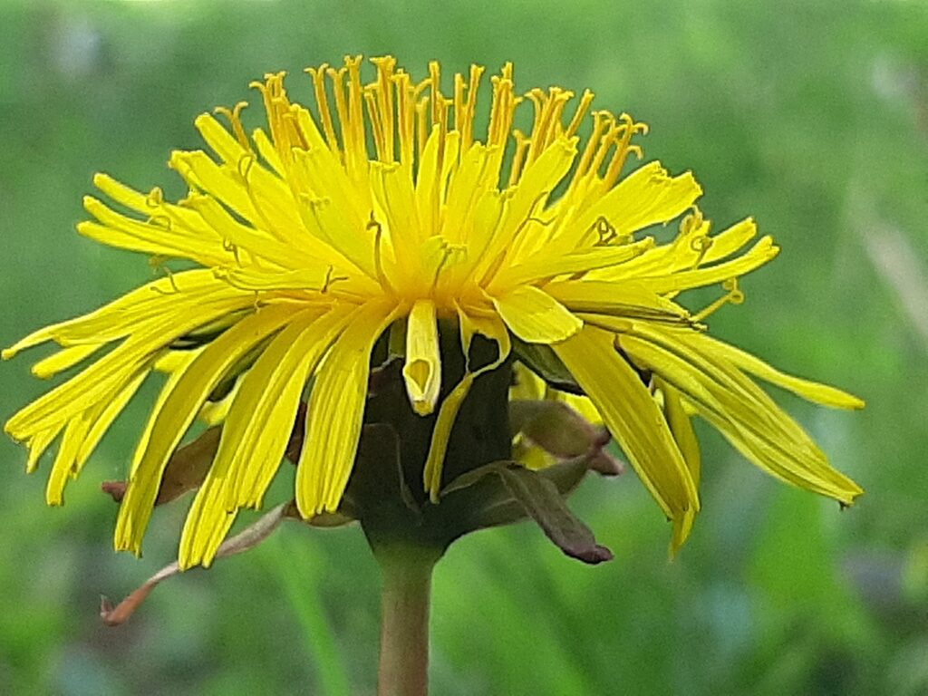 dandelion close-up