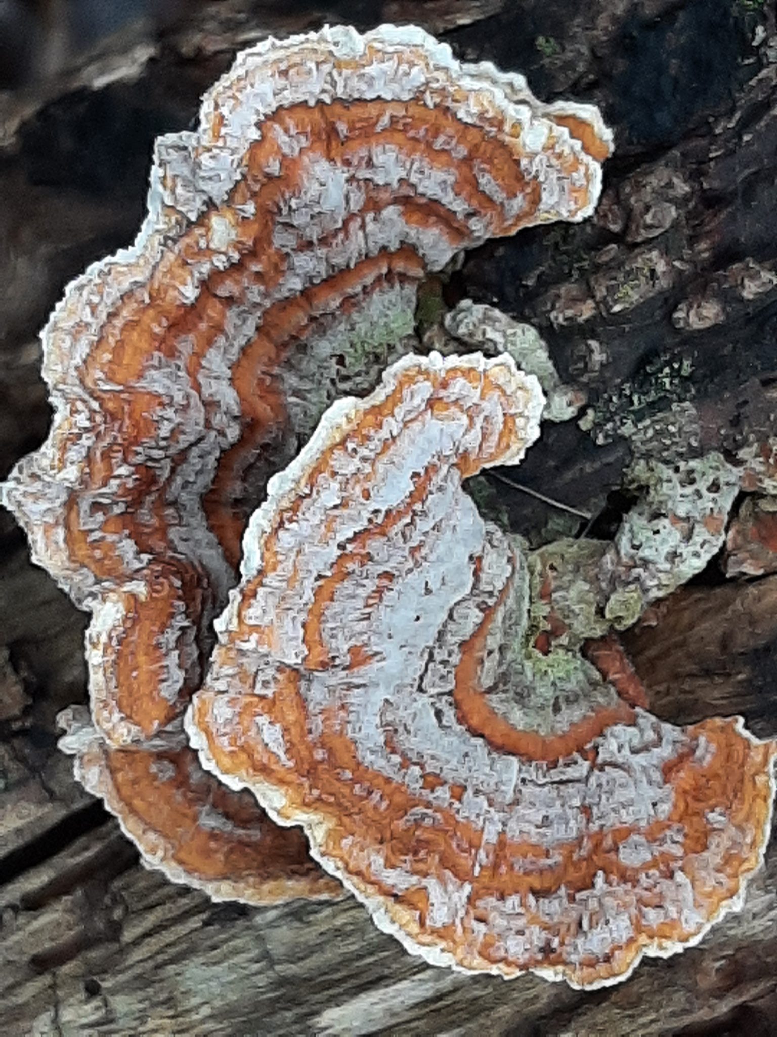 turkey tail fungus