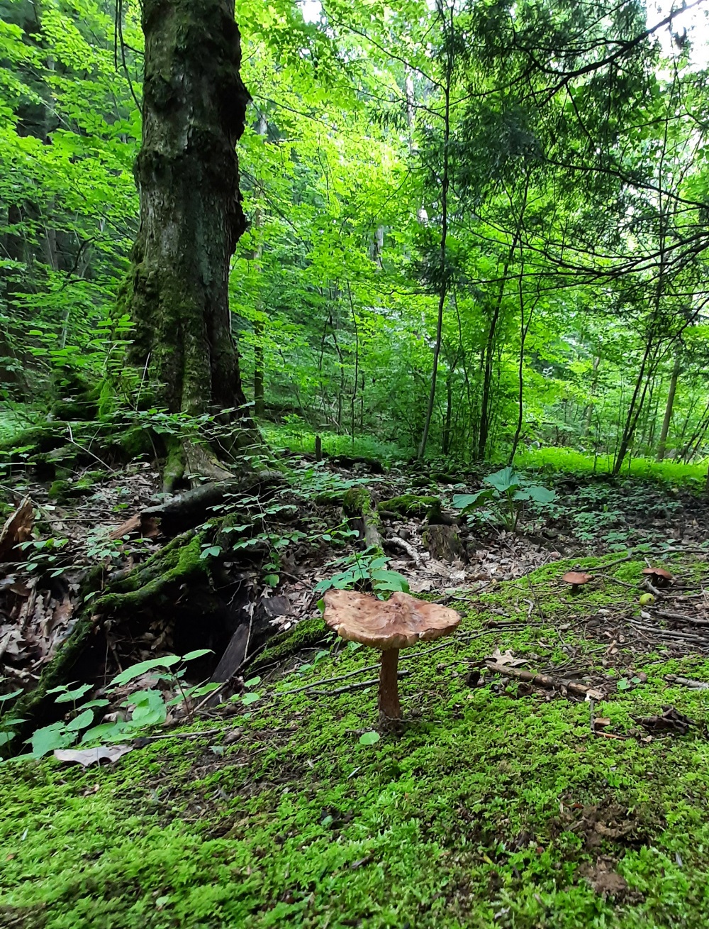 mushroom in forest