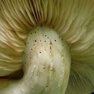 Mysterious Mushrooms