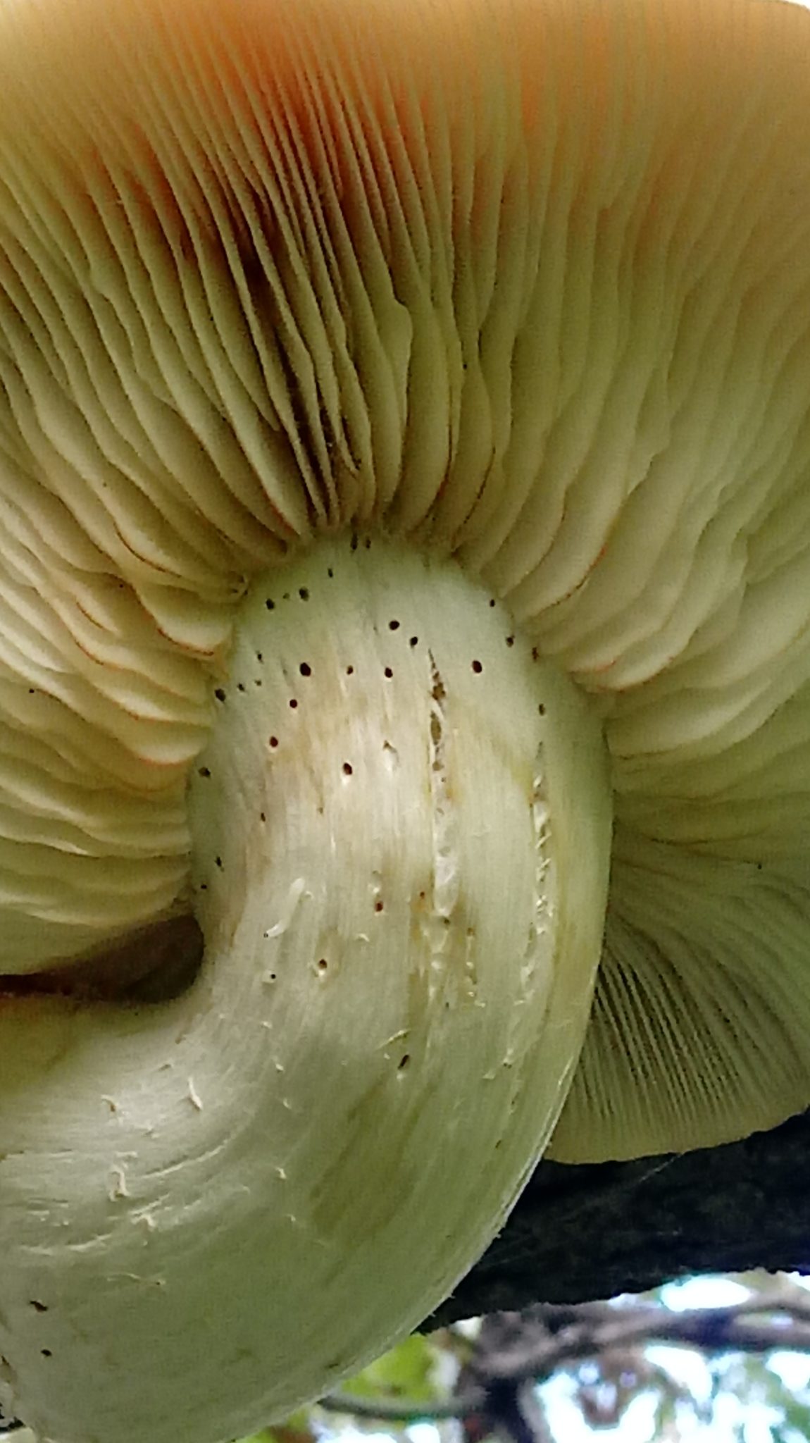 mushroom gills