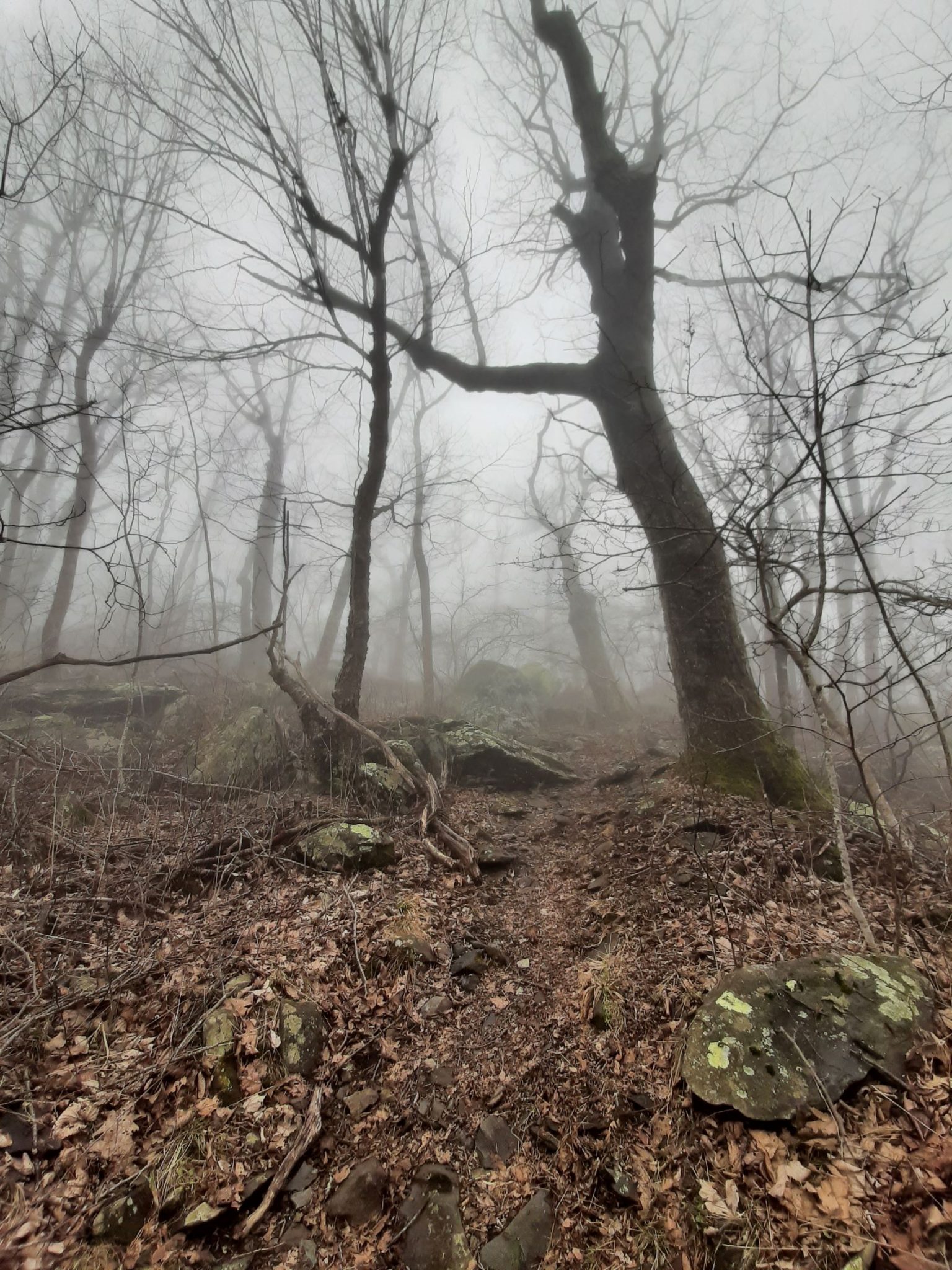 misty trail at shenandoah national park
