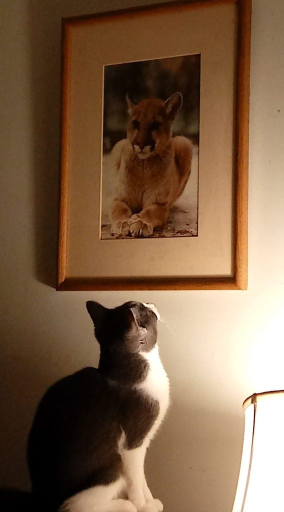 cat looking at lion picture