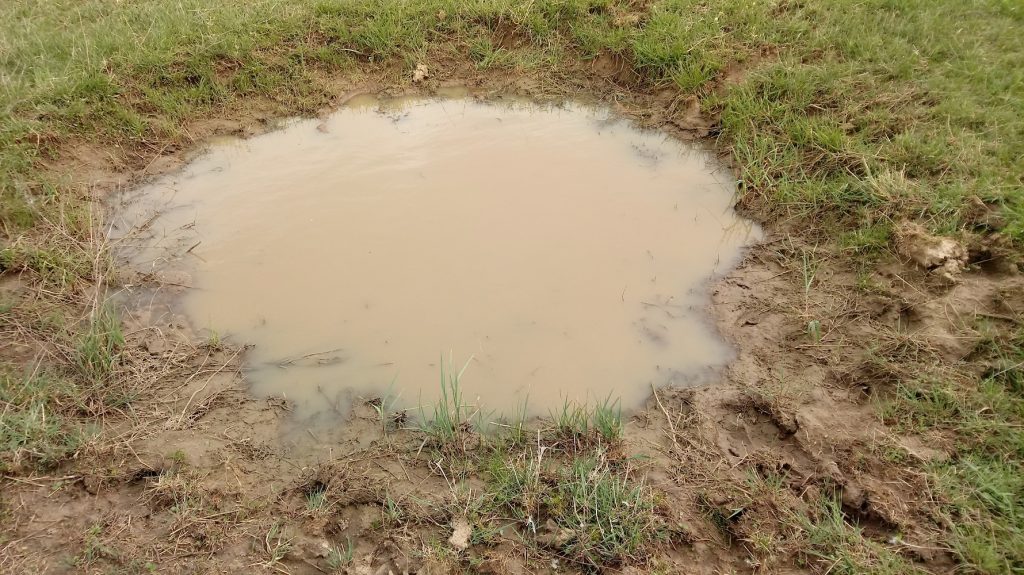 mud puddle animal tracks