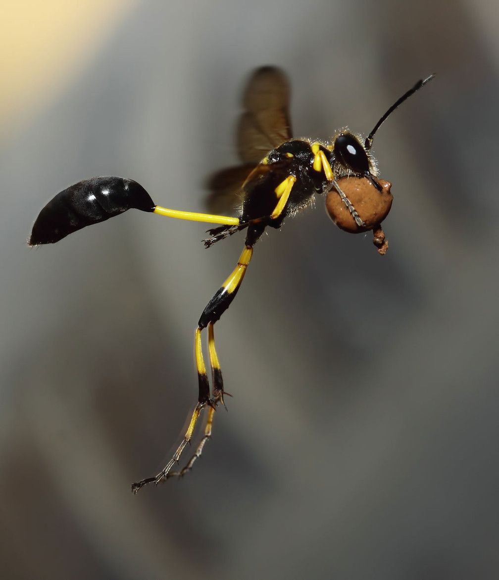 Puddle Insect Hello, Puddle! - Anita Sanchez
