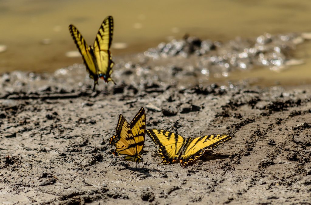 puddle tiger swallowtail butterfly