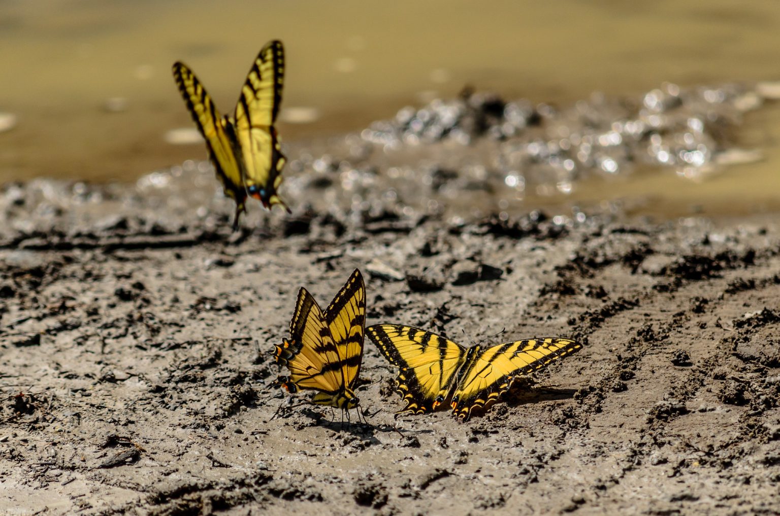 Why Do Butterflies Love Puddles? Anita Sanchez