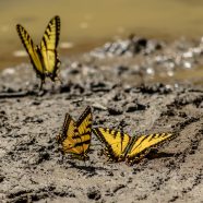 Why Do Butterflies Love Puddles?