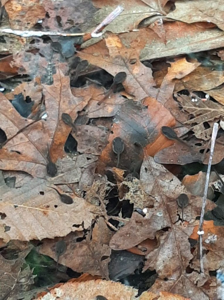 american toad tadpoles in puddle