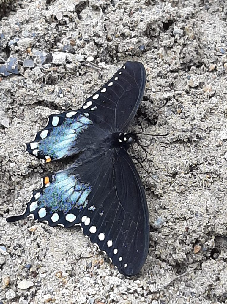 butterfly in mud puddle