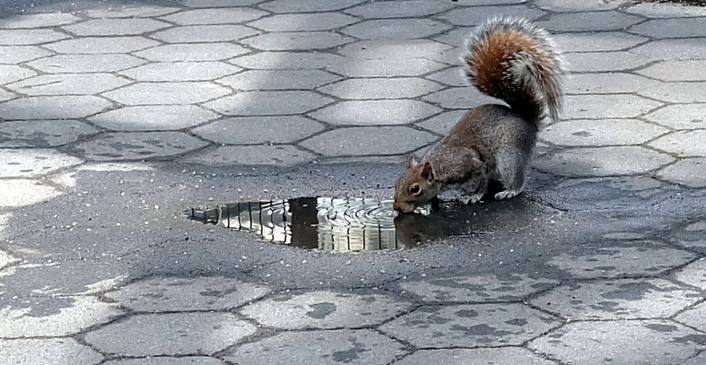 squirrel drinking from city puddle