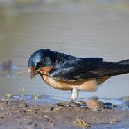 Why Do Swallows Love Puddles?