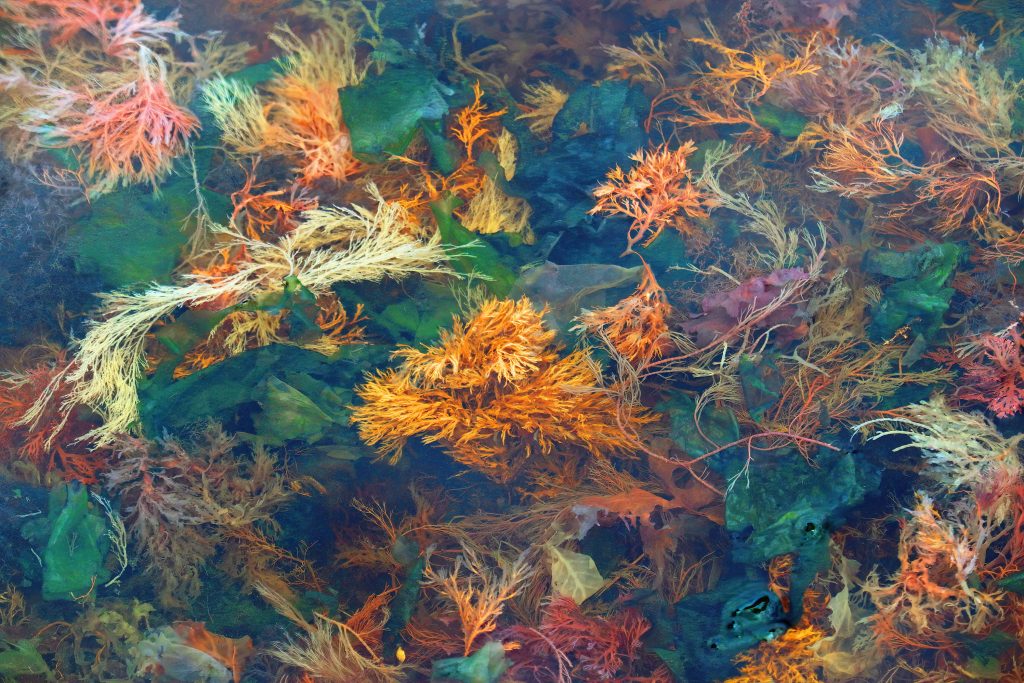 seaweed colors cheryl rose