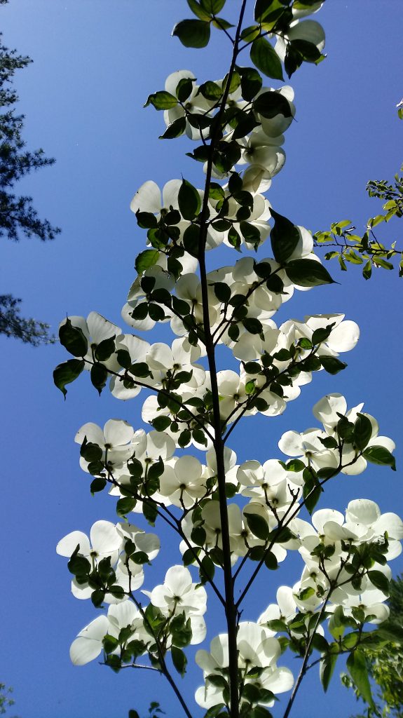 flowering dogwood