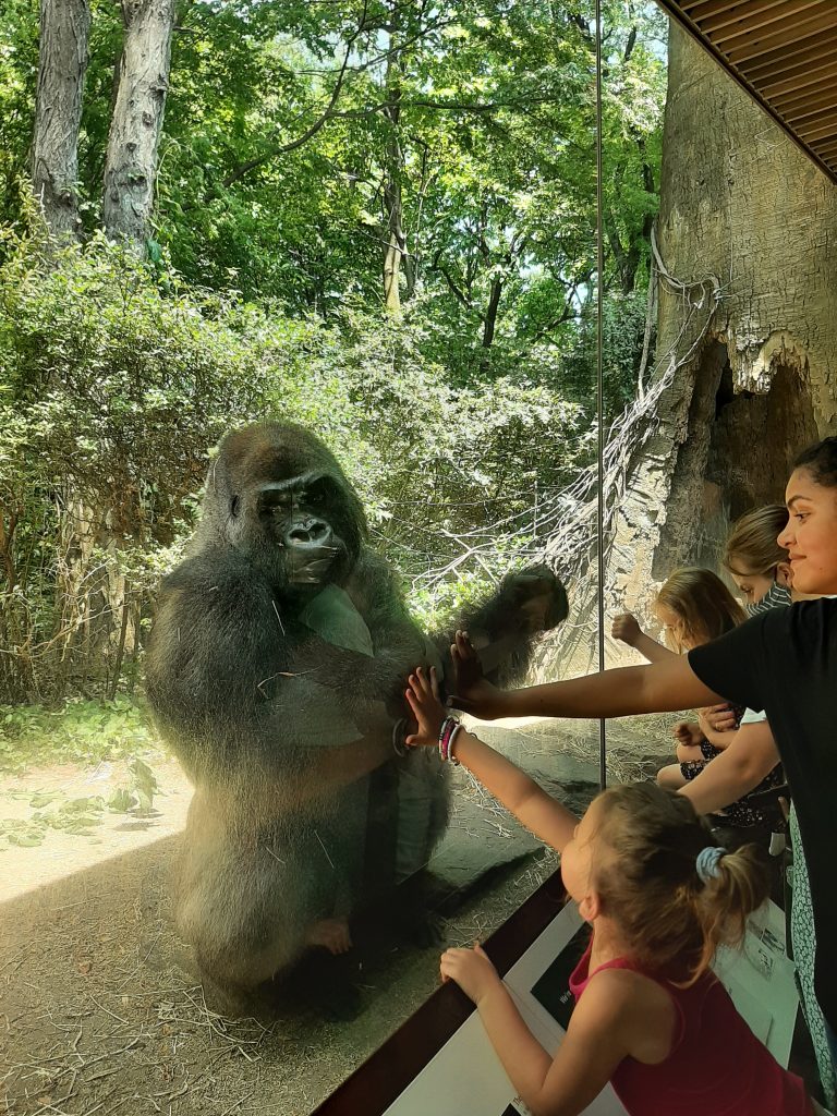 gorilla reaching zoo