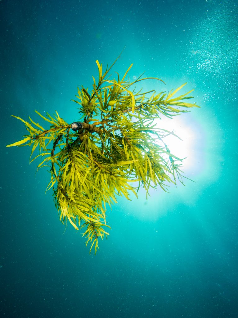 seaweed crayweed backlit