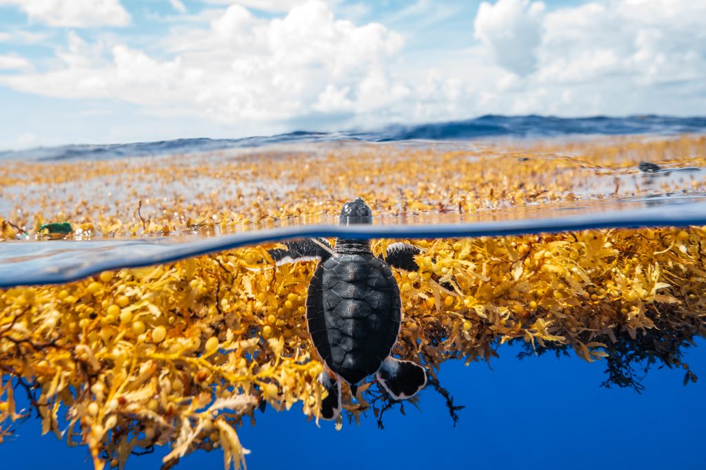 sargassum sea turtle