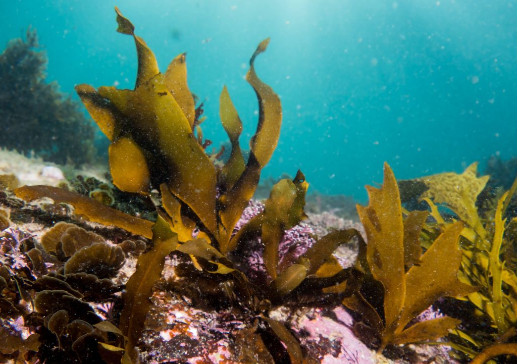 crayweed seaweed