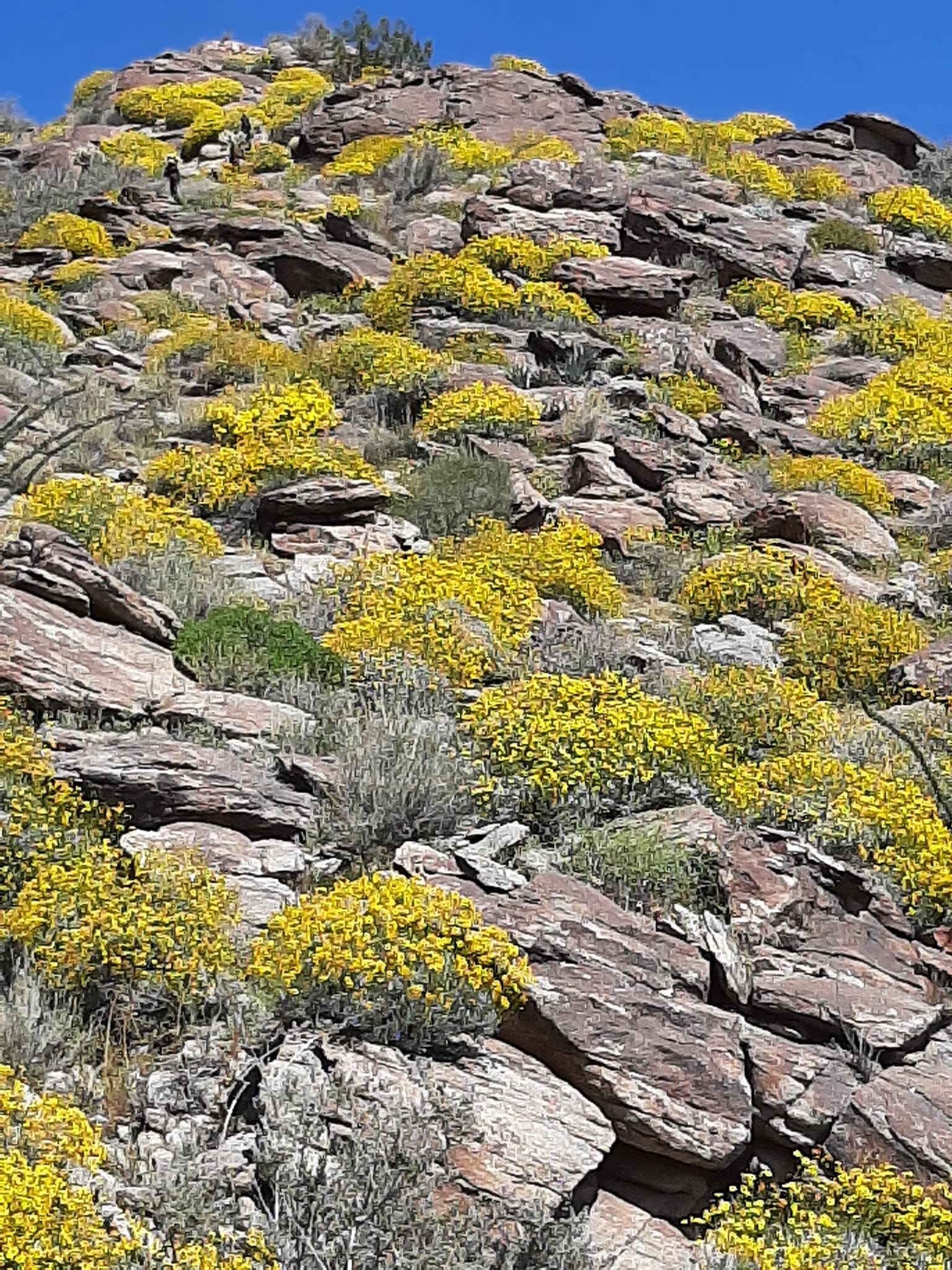 Searching for Superbloom Anita Sanchez