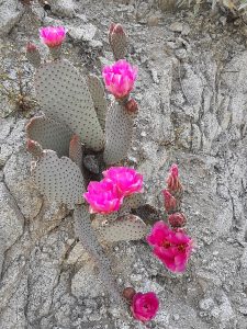 cactus beavertail