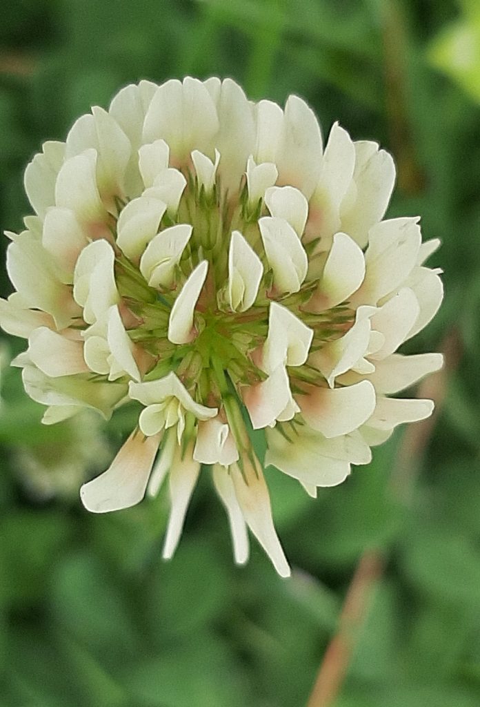 white clover