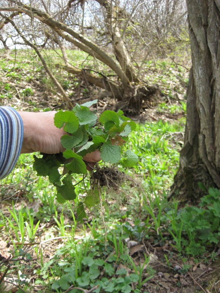 garlic mustard