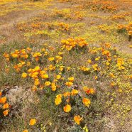Searching for Superbloom