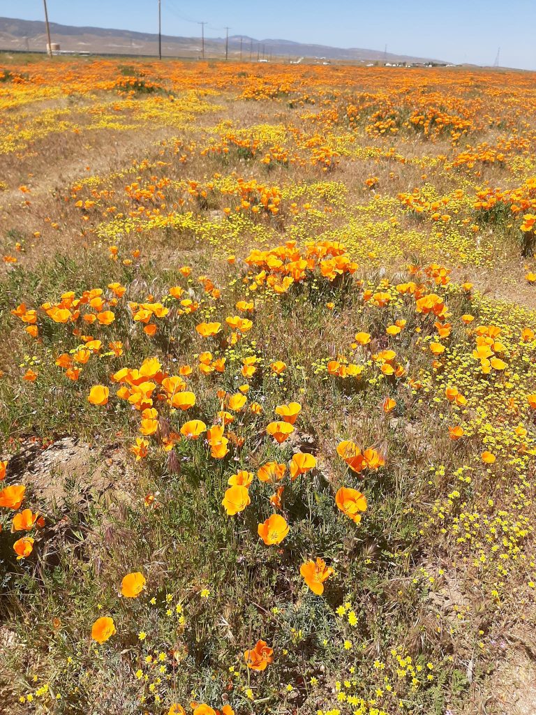 california poppy superbloom