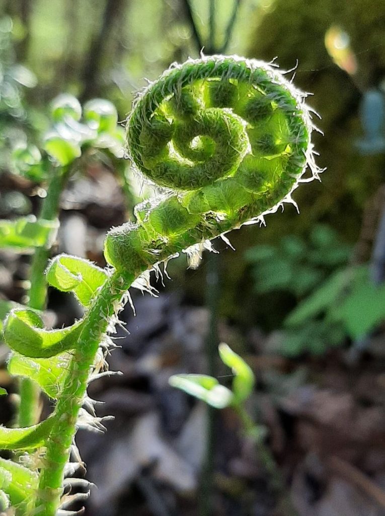 fern fiddlehead