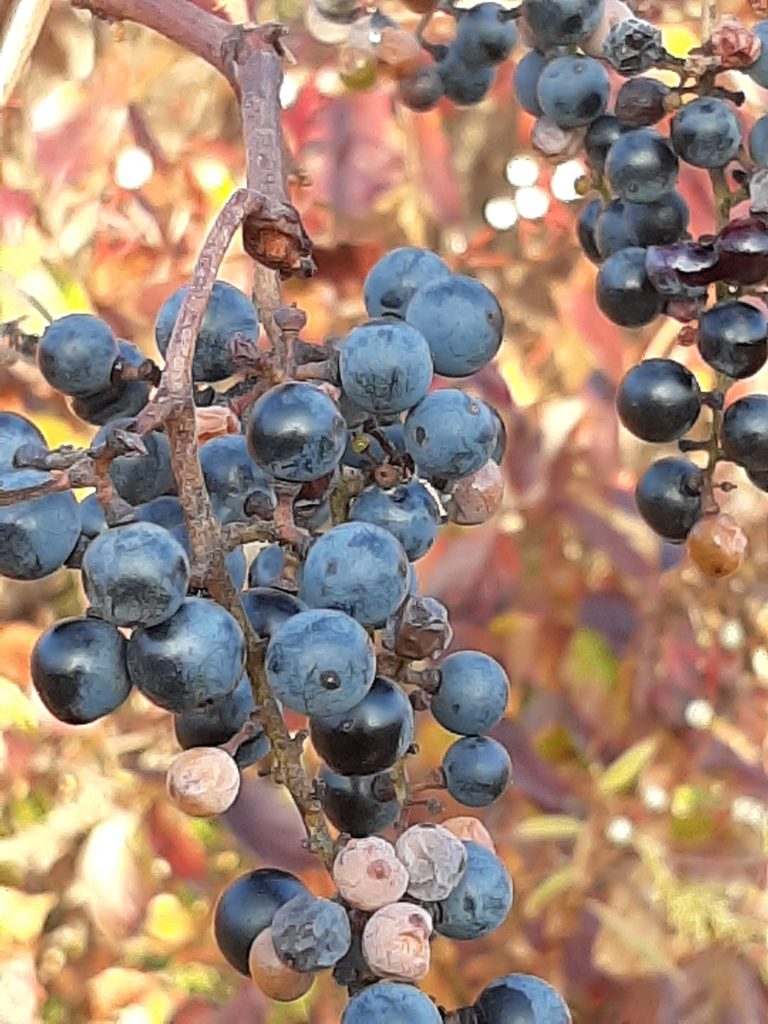 wild grapes