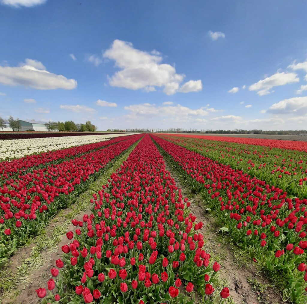 dutch tulip fields
