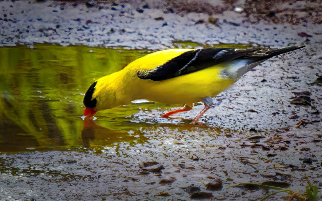 goldfinch in puddle