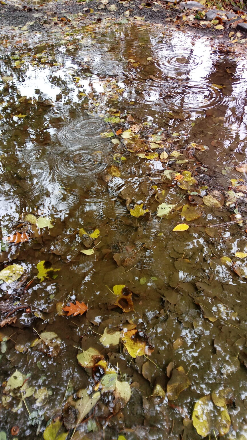 A Shallow Dive Into Vernal Pools - Anita Sanchez