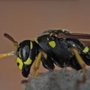 A Close Encounter of the Wasp Kind