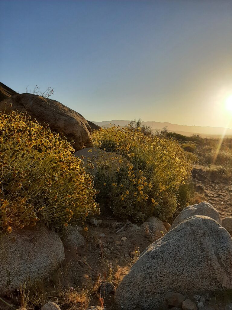 anza borrego