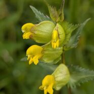 Yellow Rattle: The Meadow-Maker