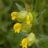 Yellow Rattle: The Meadow-Maker