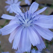Chicory: The Road-Watcher