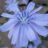 Chicory: The Road-Watcher
